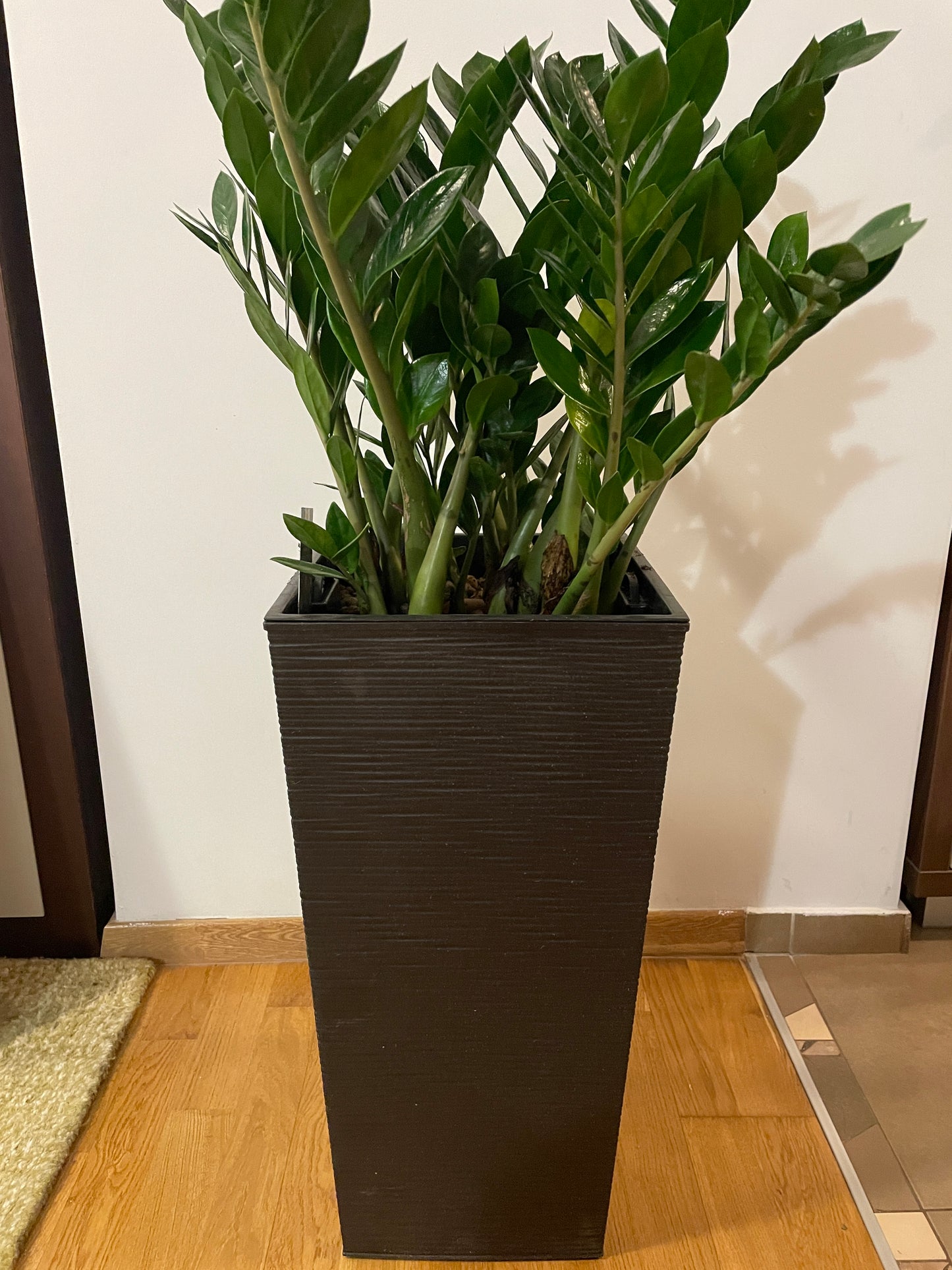 Zamioculcas