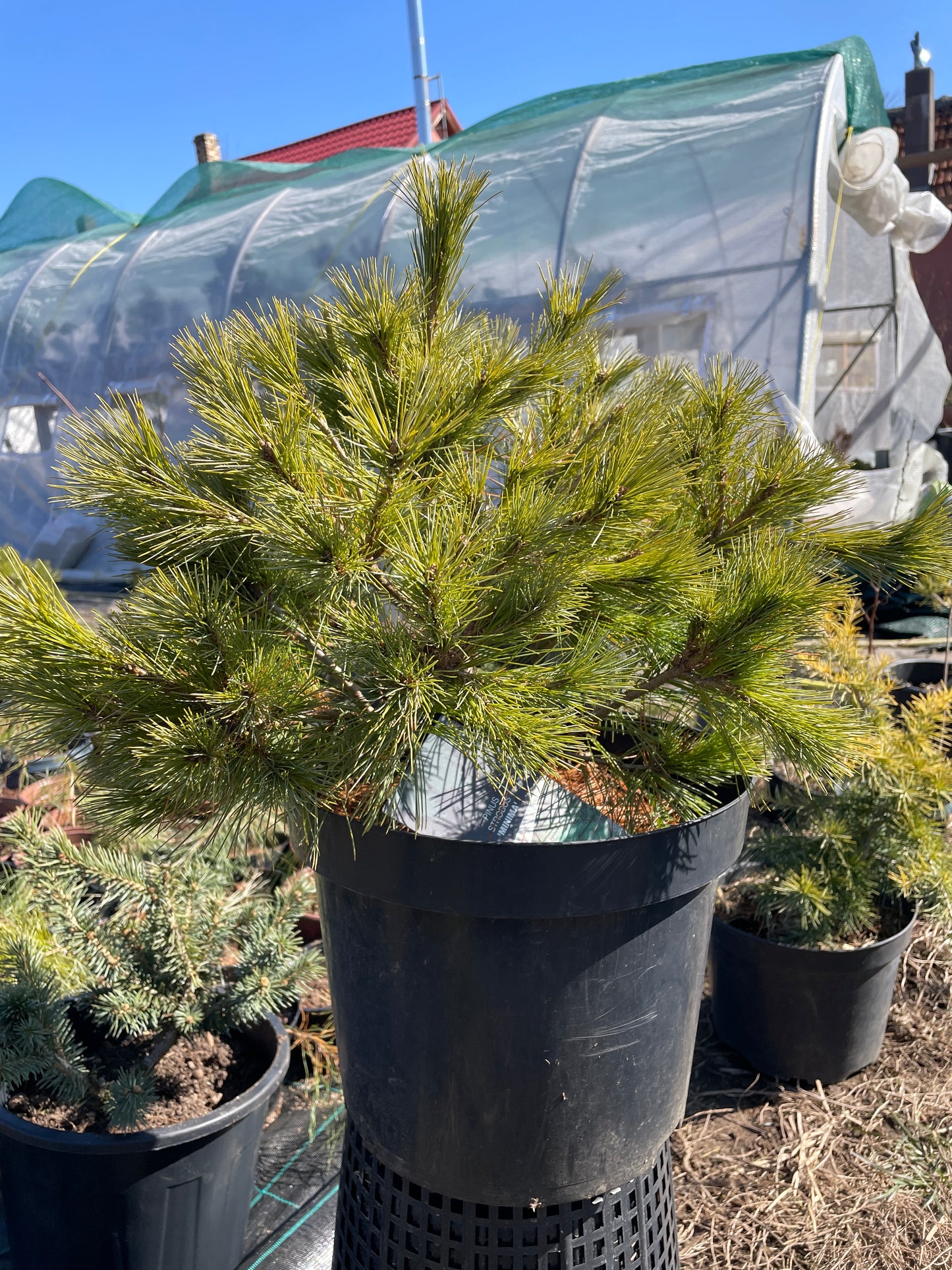 Pinus strobus 'Minima' 50-55cm