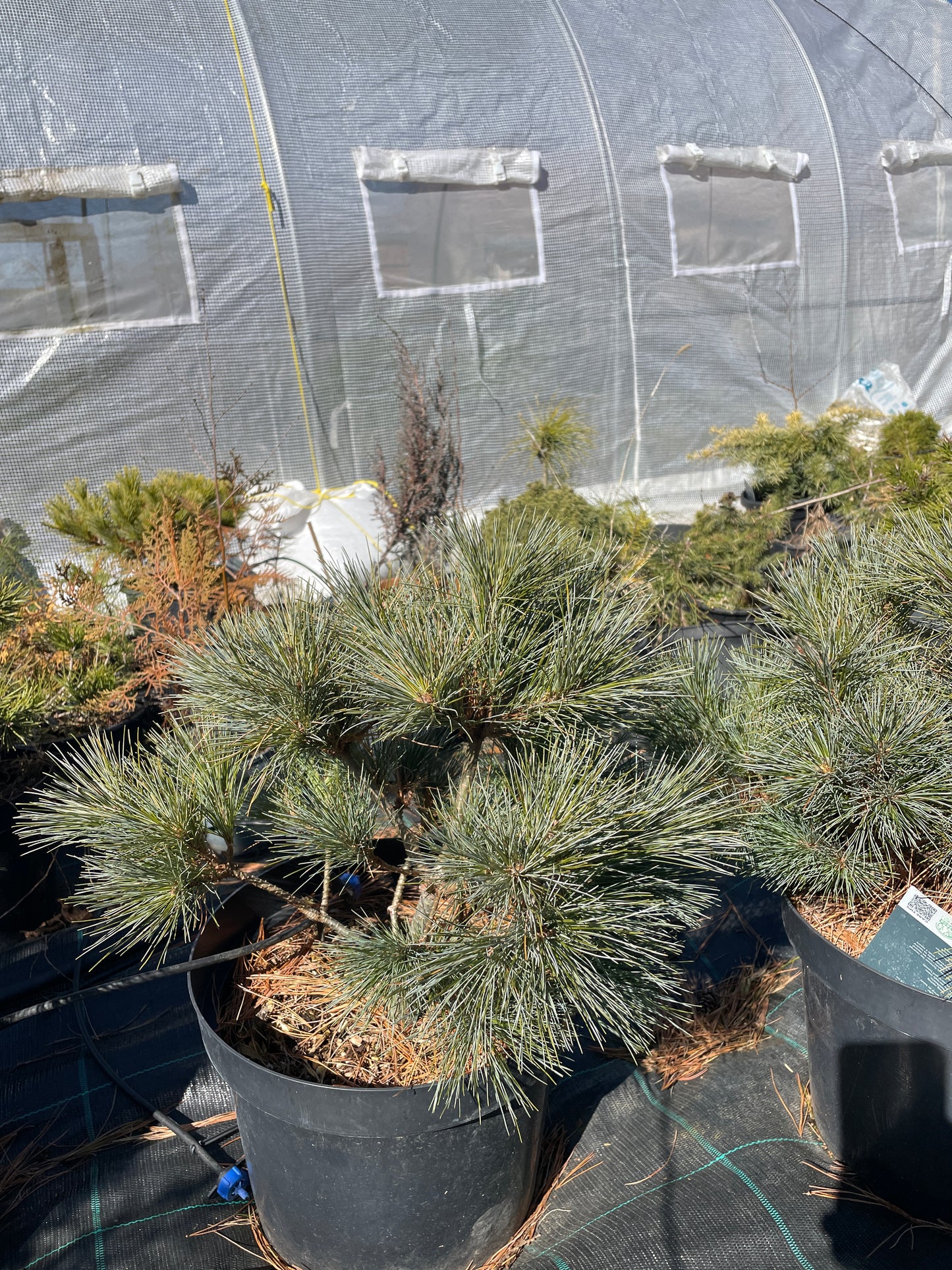 Pinus strobus 'Radiata' 55-60 cm