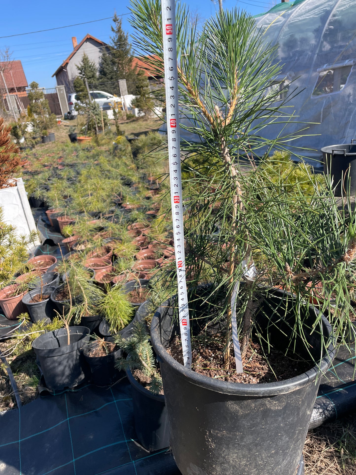 Pin negru japonez- Pinus thunbergii - 50-55 cm