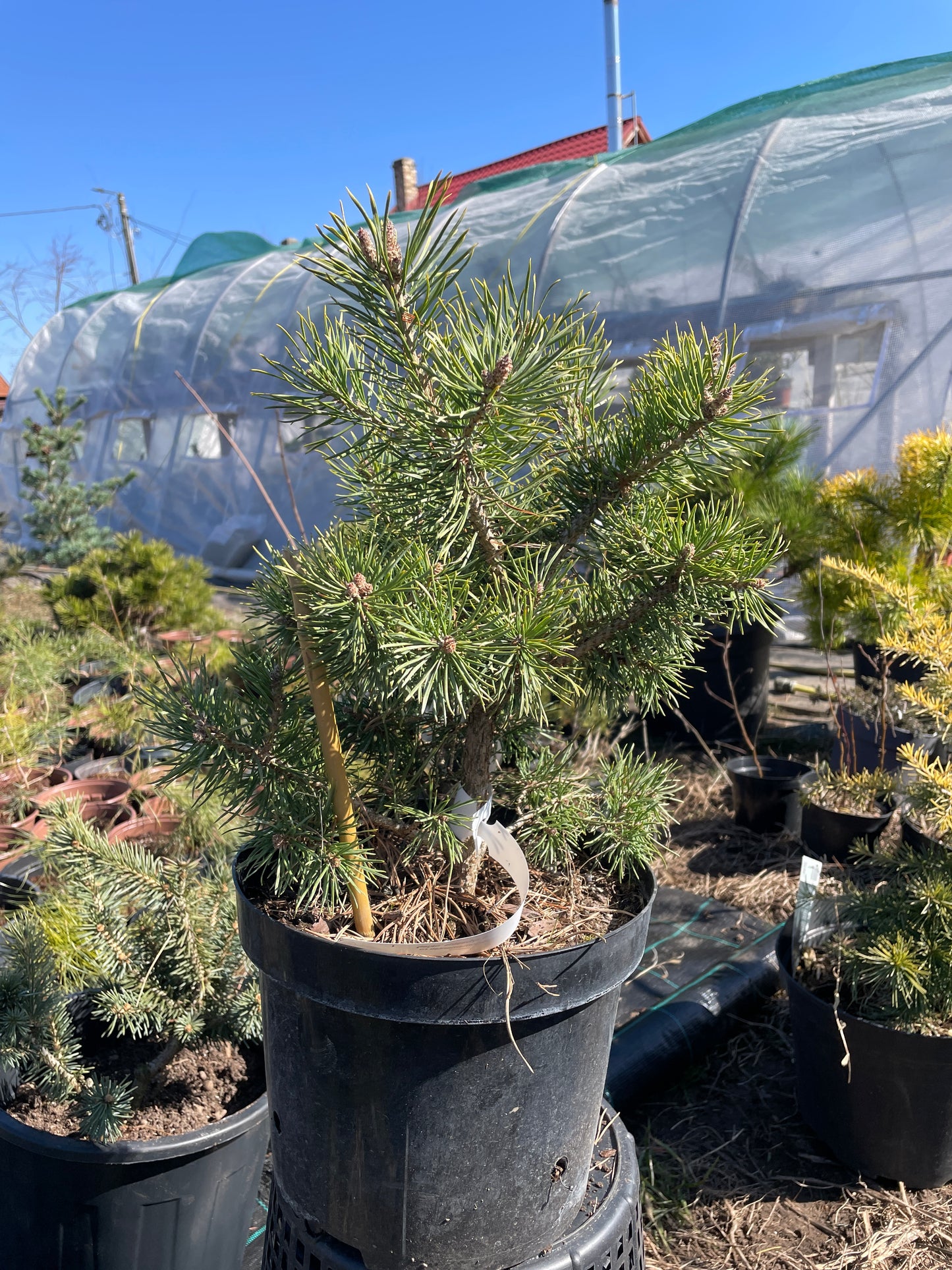 Pinus sylvestris 'Skjak' - 28 cm