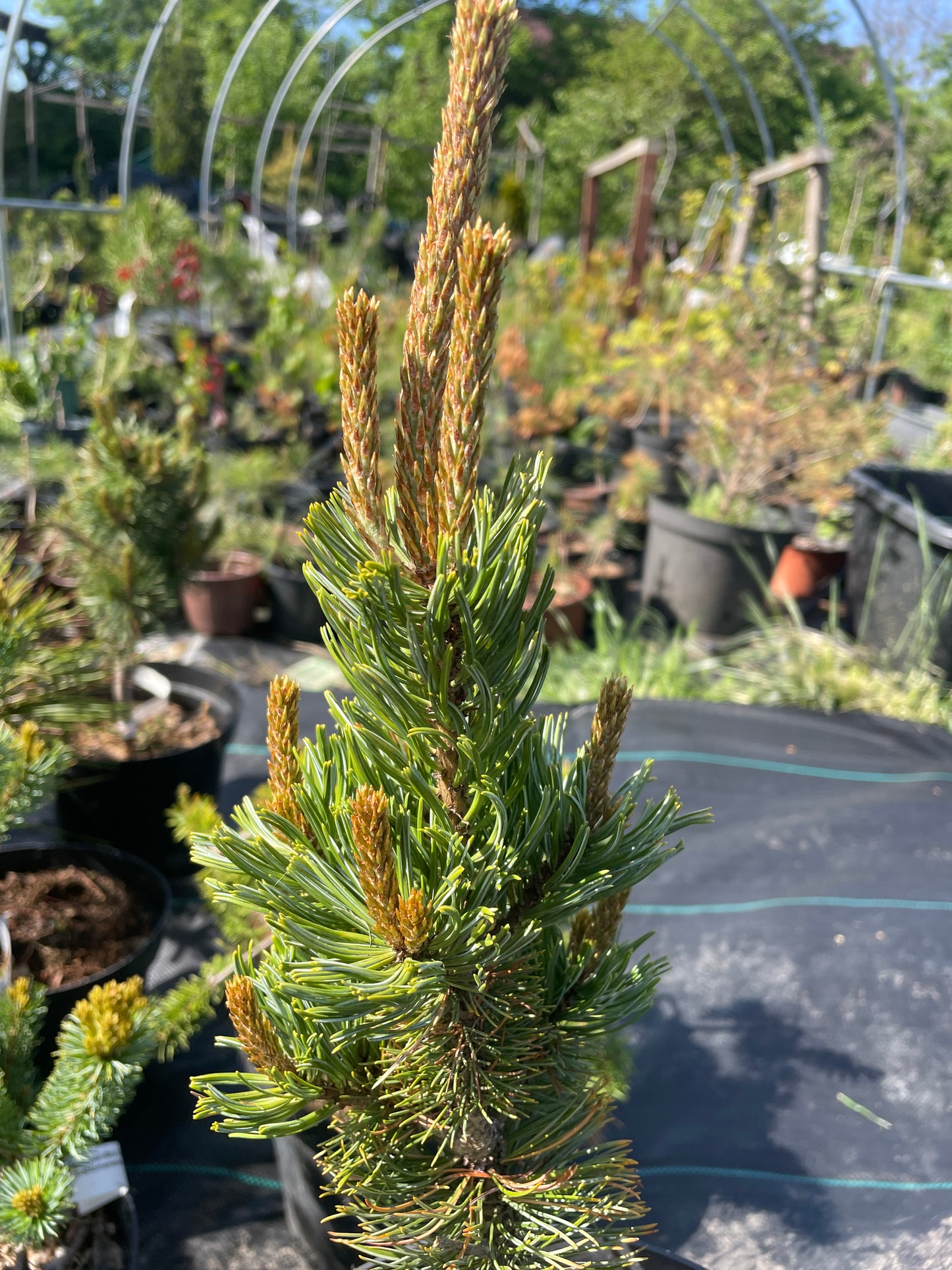 Pinus parviflora 'Shizukagoten' - 30-35 cm