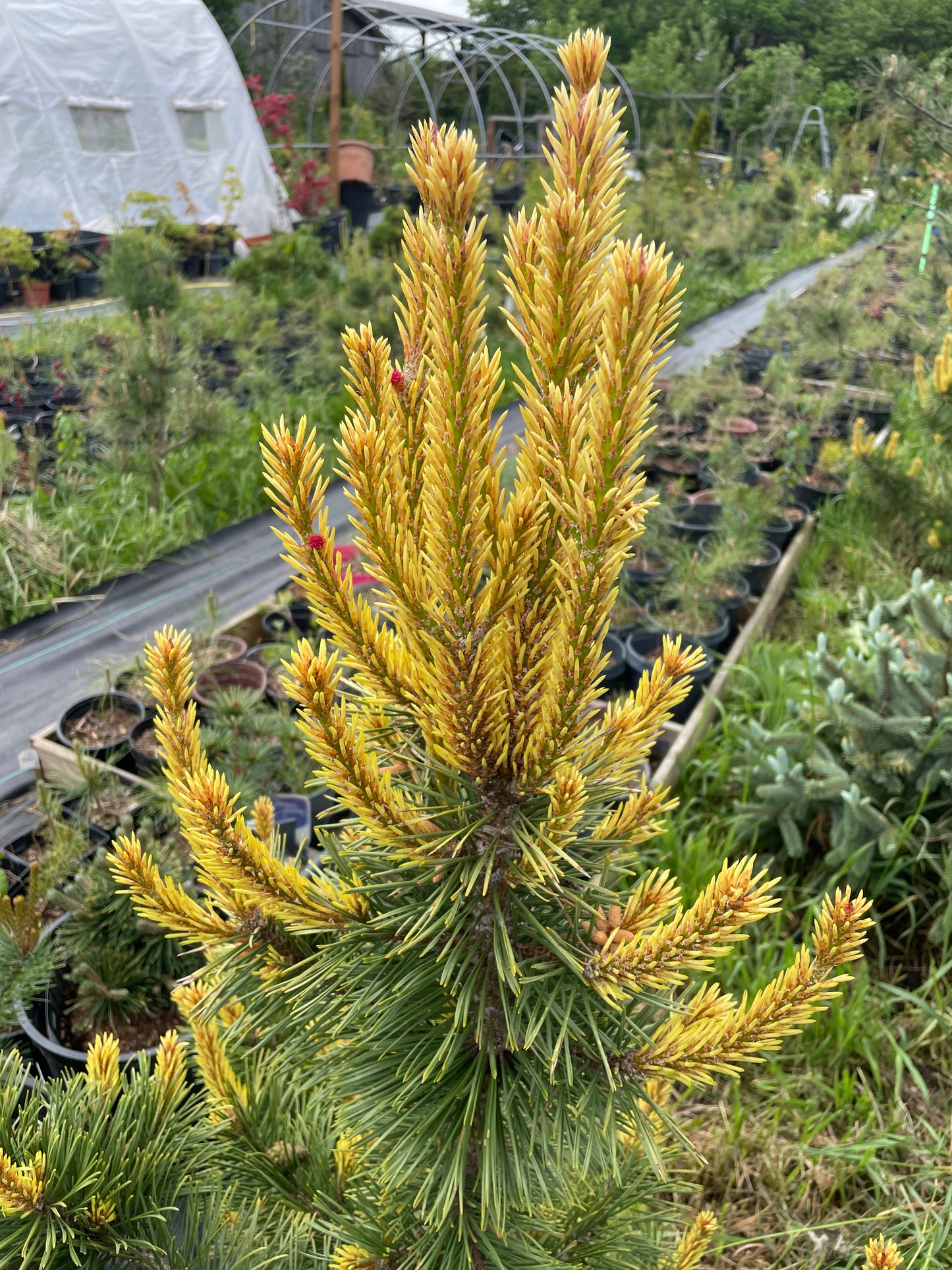 Pinus contorta 'Taylor's Sunburst' - 50 cm