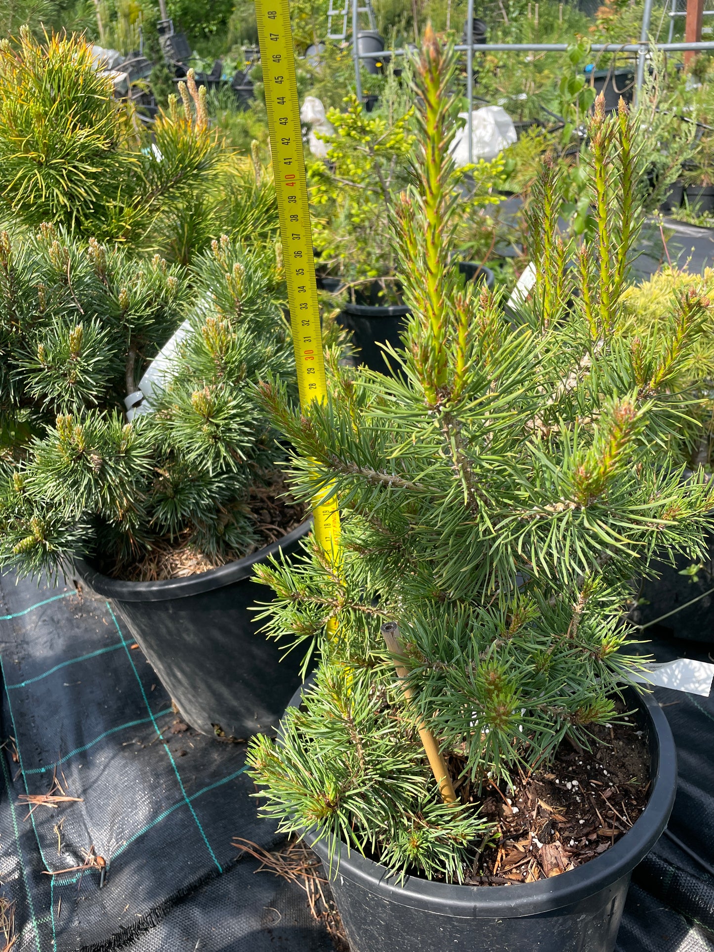 Pinus sylvestris 'Skjak' - 45 cm