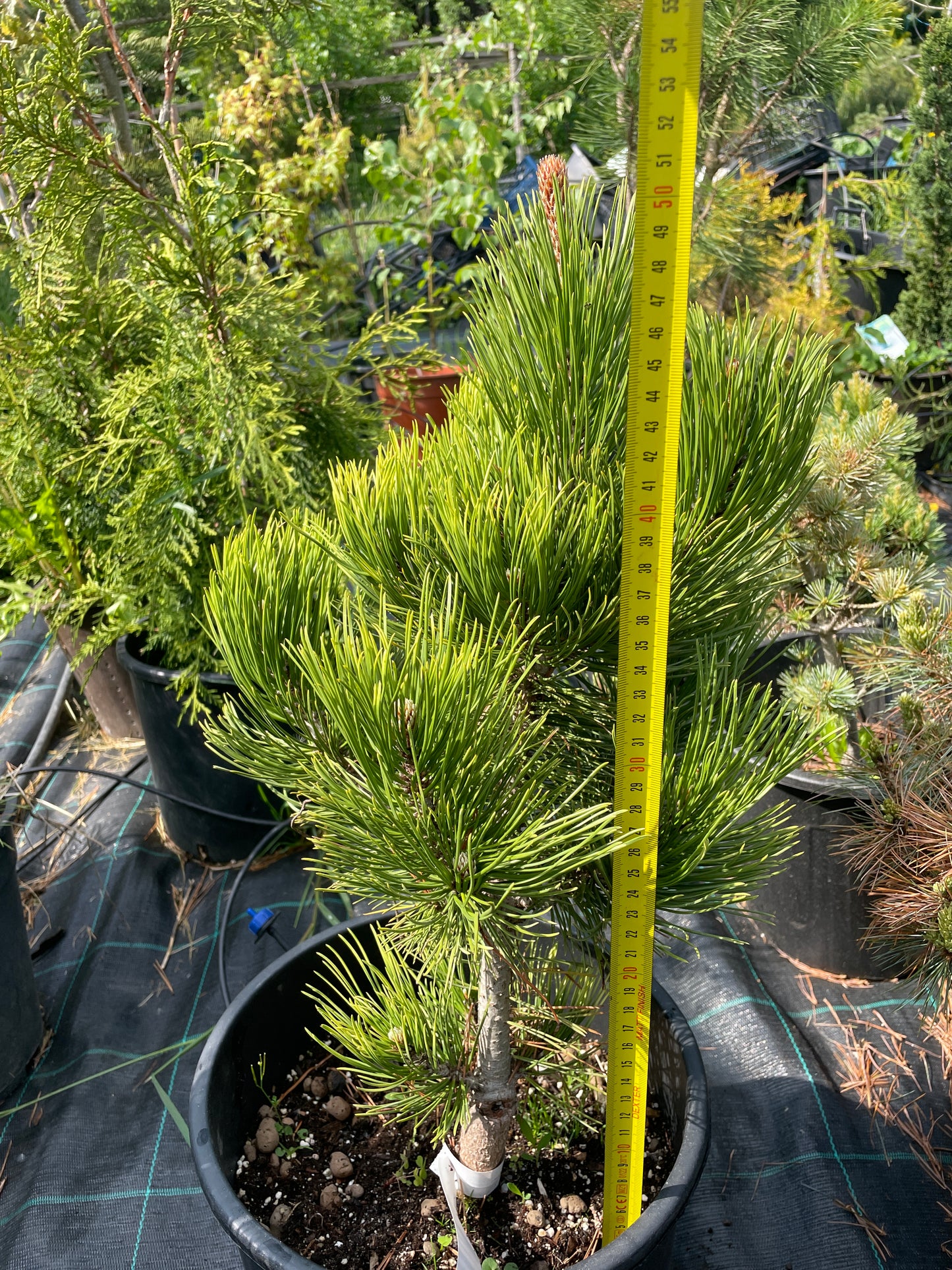 Pinus heldreichii/leucodermis 'White Cloud' - 50 cm