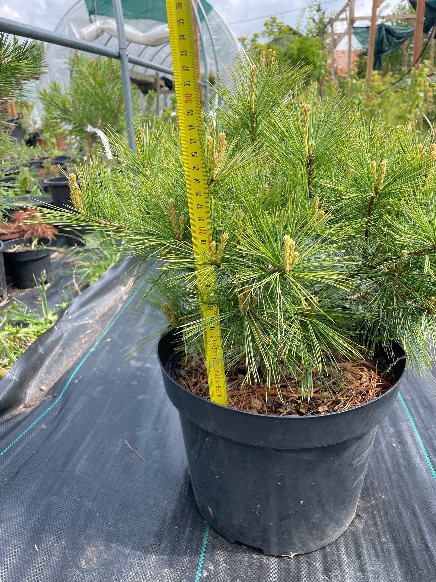 Pinus strobus 'Minima' 35 cm