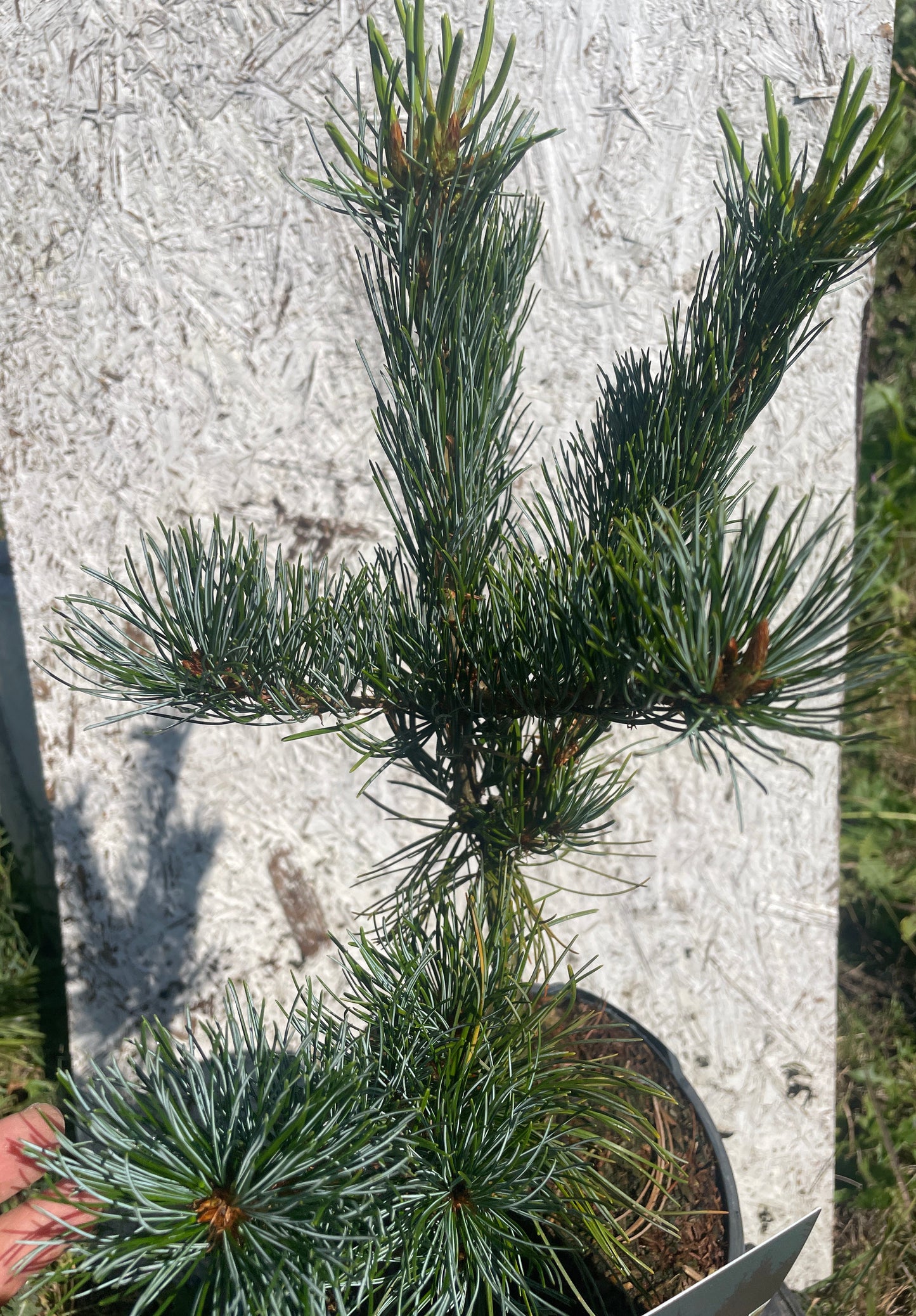 Pin alb japonez - Pinus parviflora 'Glauca' - 35 cm
