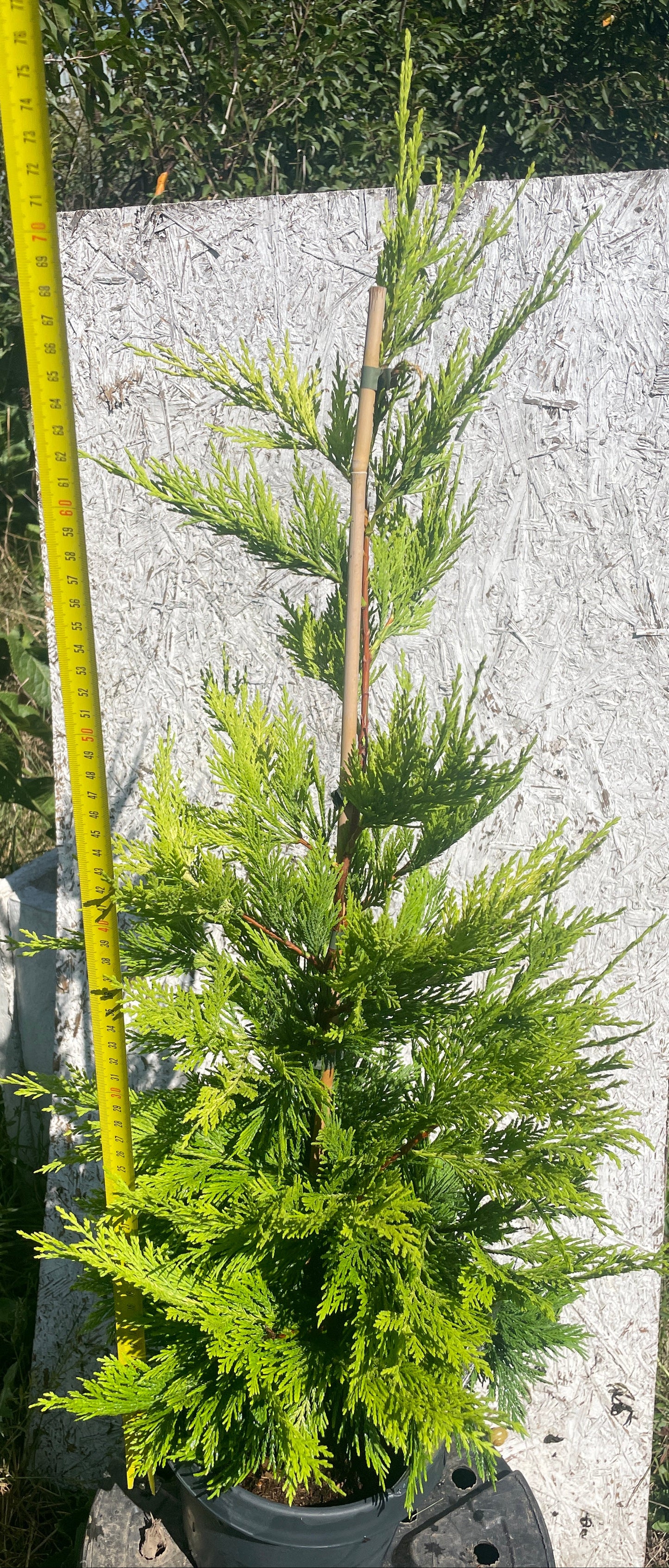 x Cupressocyparis leylandii 'Gold Rider' - 75 cm