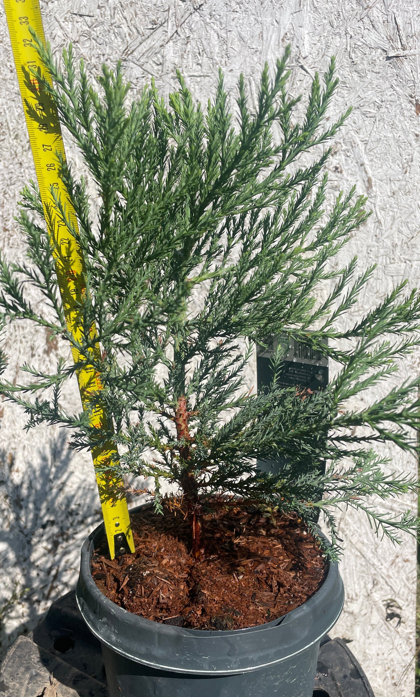 Sequoiadendron giganteum - Arborele Mamut - 30 cm