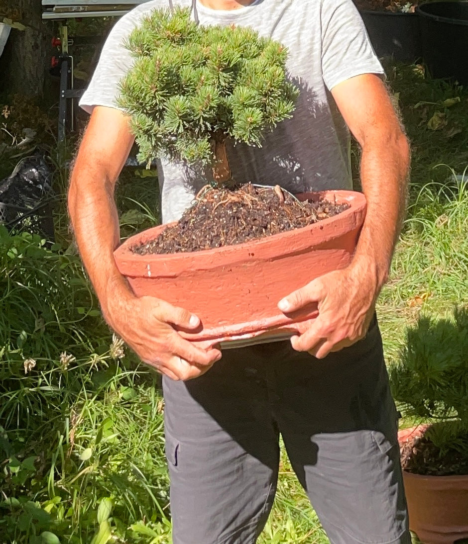 Set - Pinus x densithunbergii 'Edsal Wood' + Ghiveci oval ciment latime 50 cm