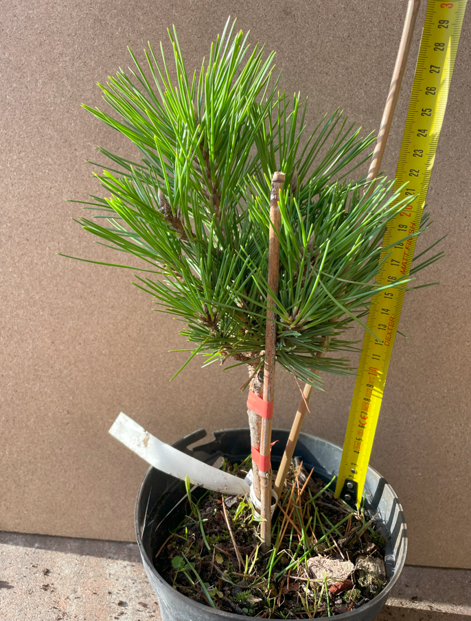 Pin negru japonez - Pinus thunbergii 'Shinsho' - 28 cm