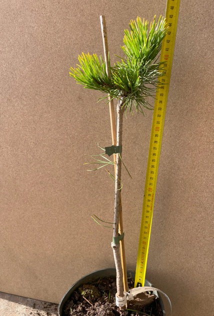 Pin mugo 'Rositech' - 45 cm