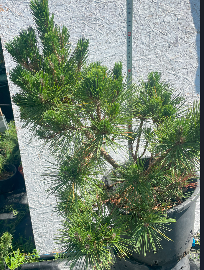 Pinus thunbergii 'Sayonara' - 65-70 cm
