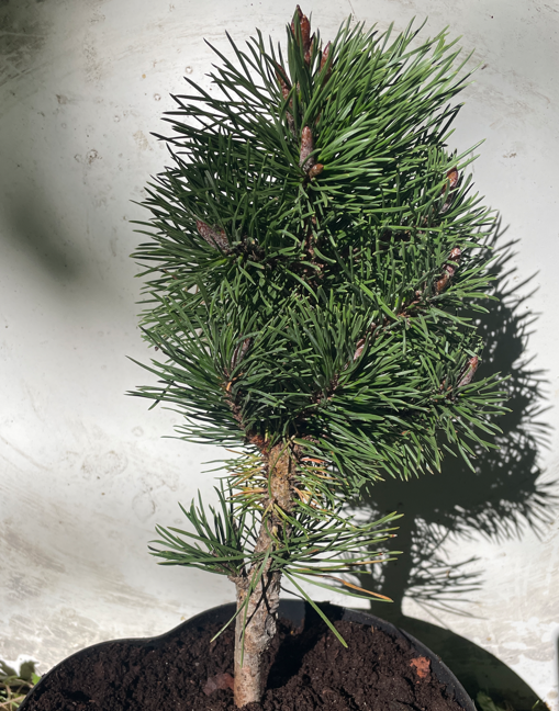 Pinus contorta 'Willow Creek' - 30 cm