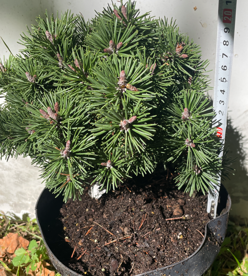 Pinus mugo 'Kokos' - 20 cm