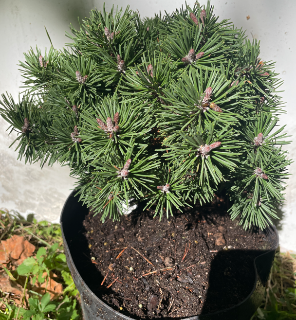 Pinus mugo 'Kokos' - 20 cm