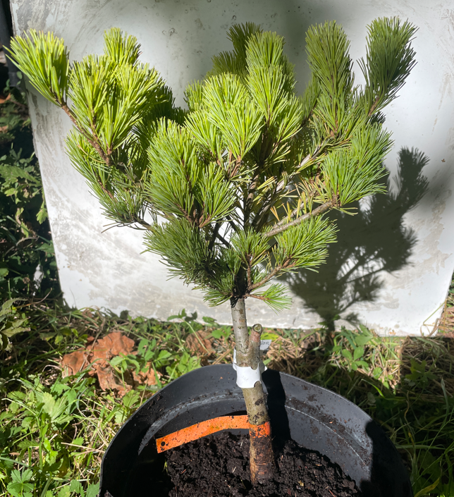 Pinus parviflora 'Myo-Jo' - 35 cm