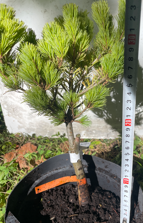 Pinus parviflora 'Myo-Jo' - 35 cm