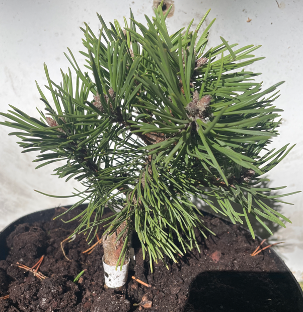 Pinus uncinata 'Titus' - 18 cm