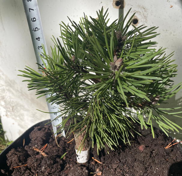 Pinus uncinata 'Titus' - 18 cm