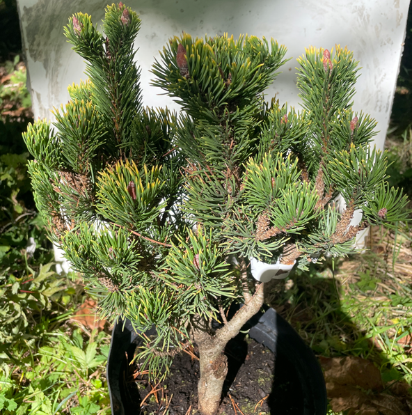 Pinus mugo 'Orange Sun' - 35 cm