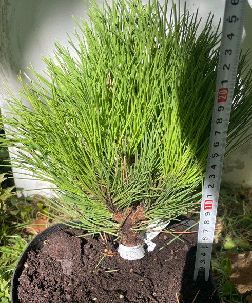 Pinus nigra 'Cebennensis Nana' - 25 cm