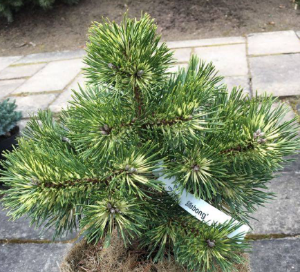 Pinus mugo 'Billabong' - 18 cm