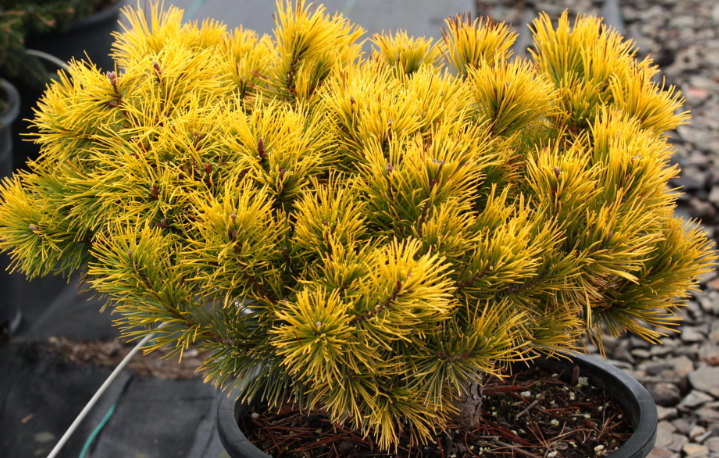 Pinus mugo ‘Little Gold Star’ - 15 cm