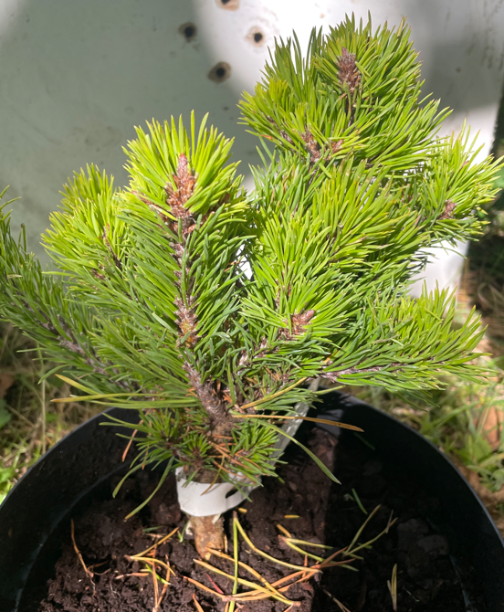 Pinus virginiana 'Mariton' - 25 cm