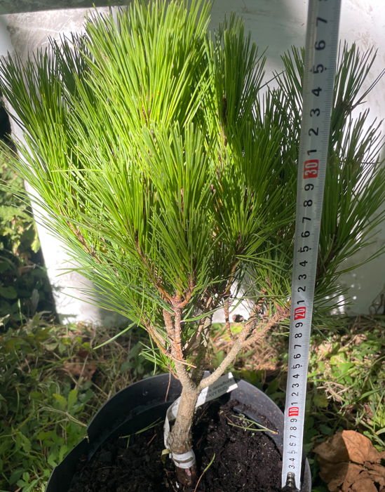 Pinus densiflora 'Heavy Bud' - 35-40 cm