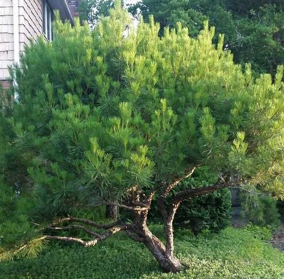 Pinus densiflora 'Heavy Bud' - 35-40 cm