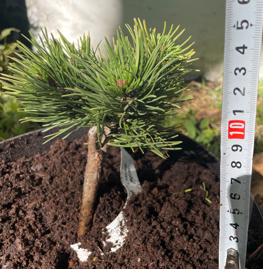 Pinus mugo 'Milky Way' - 10-15 cm