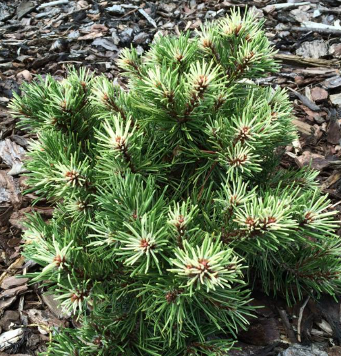 Pinus mugo 'Milky Way' - 10-15 cm