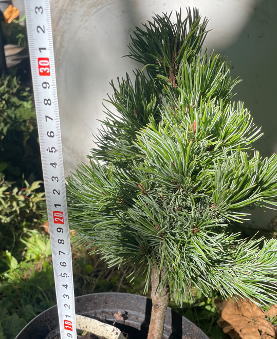 Pinus aristata 'Silver Boy' - 30-35 cm
