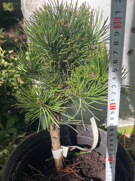 Pinus mugo 'Kokarde' - 30 cm