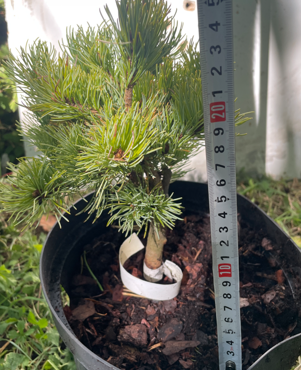 Pinus parviflora 'Hagoromo' - 25 cm
