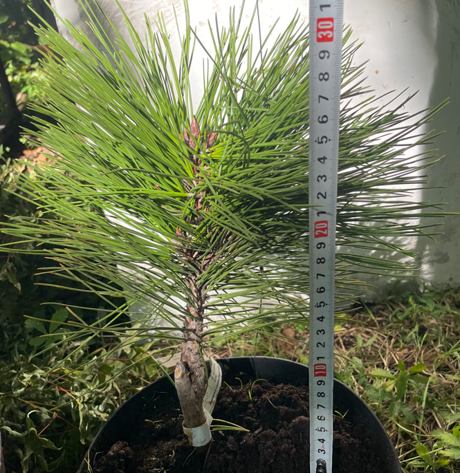Pinus tabuliformis 'Jiuzhaigou Valley' - 25-30 cm