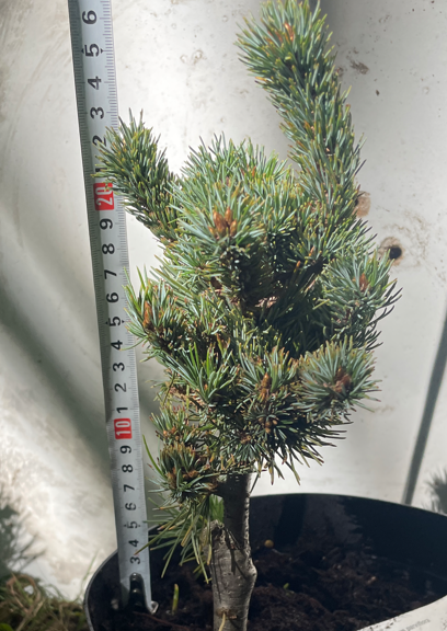 Pinus parviflora 'Kin-Po' - 25-30 cm