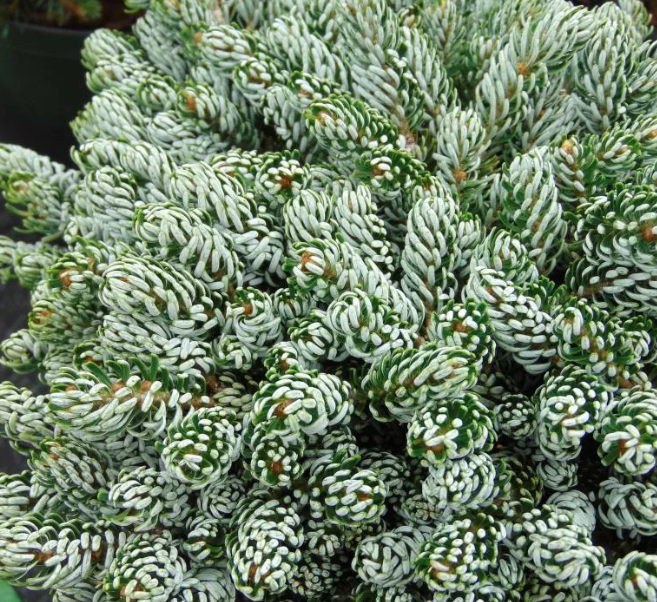 Abies koreana 'Kohout's Icebreaker'