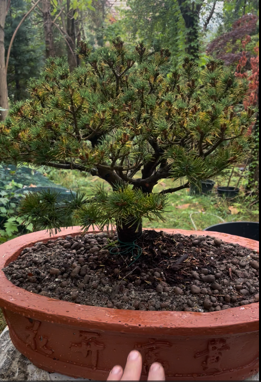 SET Pin alb japonez 'Filip's Blue Diamond' in Ghiveci ciment - Pinus parviflora 'Filip's Blue Diamond'