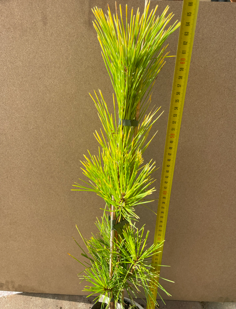 Pinus thunbergii 'Ogon' - 66 cm
