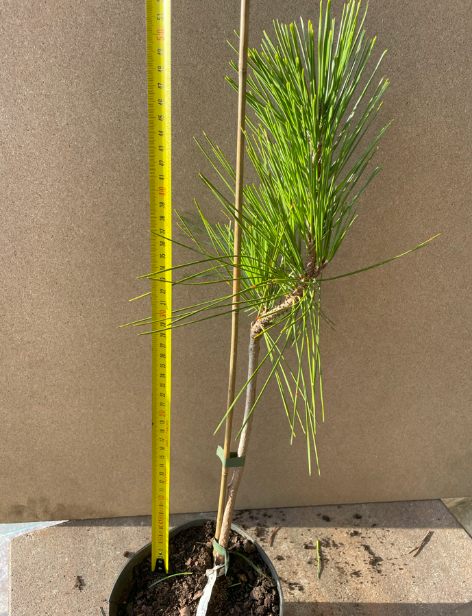 Pin negru japonez 'Aocho Matsu' - Pinus thunbergii 'Aocho Matsu' - 50 cm