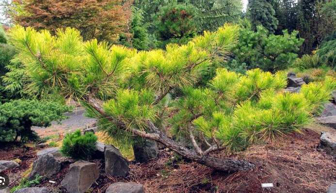 Pinus thunbergii 'Ogon' - 66 cm