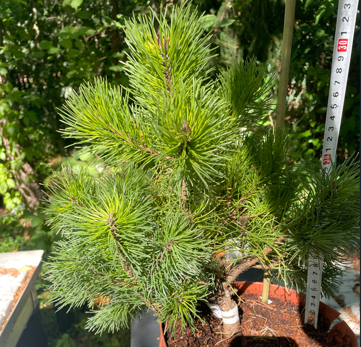 Pinus uncinata 'Tucan' - 30-35 cm