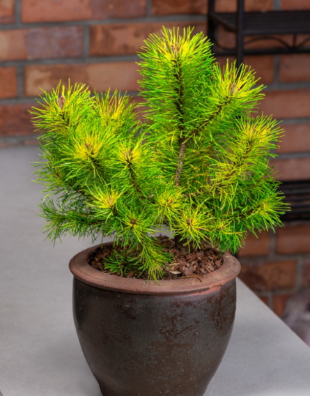 Pinus uncinata 'Tucan' - 30-35 cm