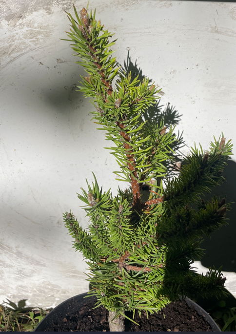 Pinus banksiana 'Betty' - 35-40 cm