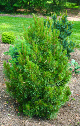 Pinus contorta 'Willow Creek'