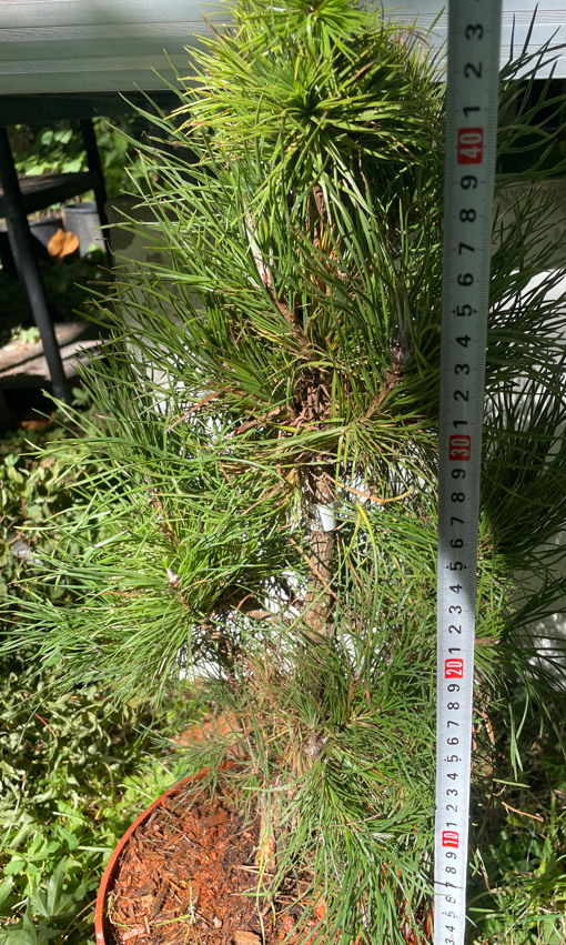 Pinus sylvestris 'Xaweri' - 45 cm