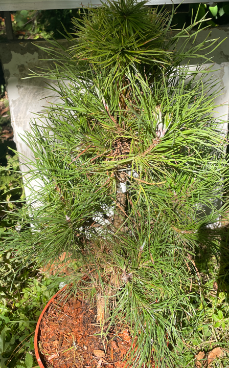 Pinus sylvestris 'Xaweri' - 45 cm