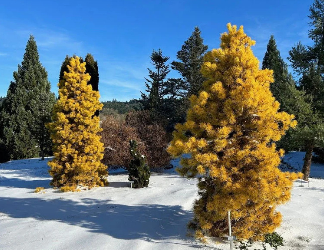 Pinus contorta 'Chief Jopseph' - 15-20 cm